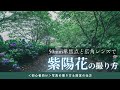 #60【カメラ初心者向け】50ｍｍ単焦点と広角レンズで紫陽花の写真撮影！【写真の撮り方講座】