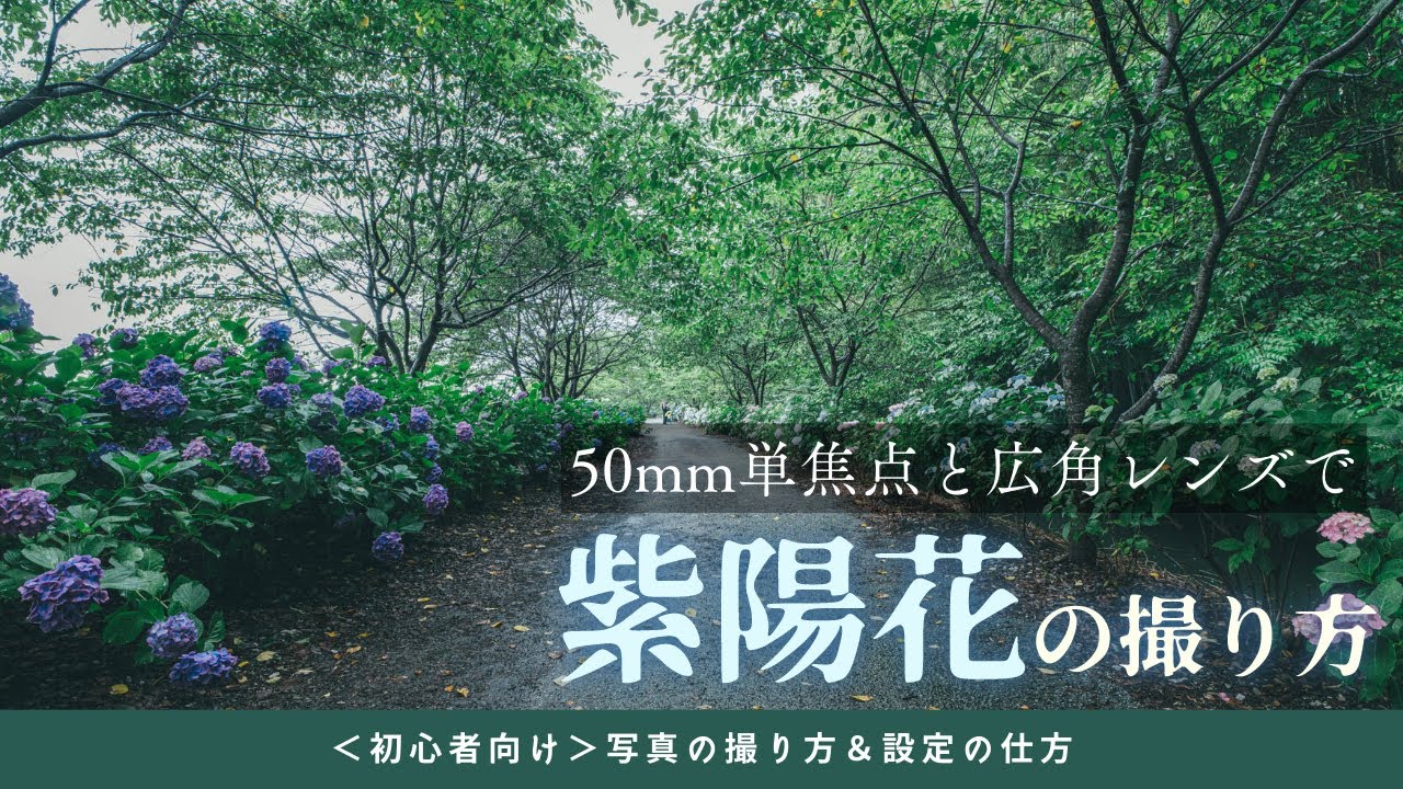 あじさい　2点 ◇選び抜かれた【アジサイ 23品種】ぜんぶ紹介します🌱 - YouTube