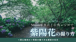 #60【カメラ初心者向け】50ｍｍ単焦点と広角レンズで紫陽花の写真撮影！【写真の撮り方講座】