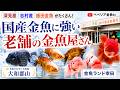 【老舗の金魚店】深見産/志村産/飯田金魚がズラリ | らんちゅうや桜東錦も | 関東の金魚が関西で購入できる | 金魚ランド幸田 | Goldfish speciality shop in Nara