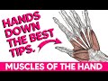 Hand musclesanatomy tips tricks and mnemonics