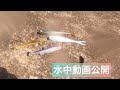 レイドジャパン（リトルスウィーパー、フィッシュローラー）ボトムアップ（フリッシュ3）イマカツワーム(ハドルファットエラストマー)水中動画。