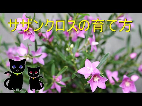 サザンクロスの育て方 0