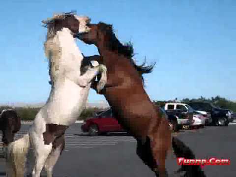 funny-two-horse-fighting