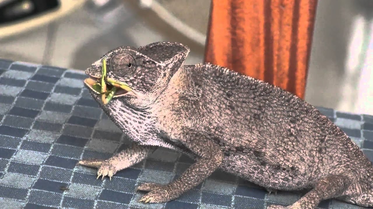 Can Chameleons Eat Praying Mantis?