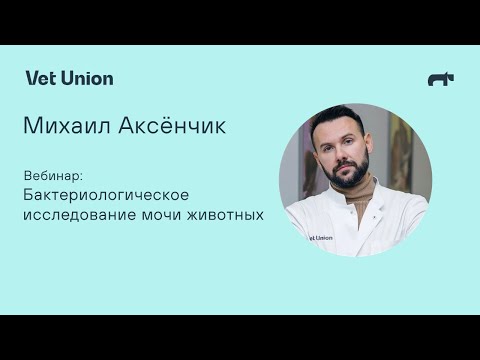 Бактериологическое исследование мочи животных