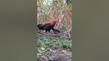 gà rừng mái gọi trống chạy vòng vòng cực nhanh.poj qaib xeev lau dhias ceev tiag tiag