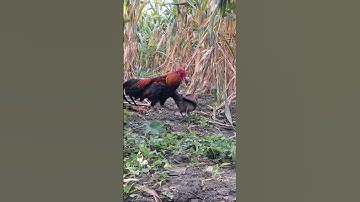 gà rừng mái gọi trống chạy vòng vòng cực nhanh.poj qaib xeev lau dhias ceev tiag tiag