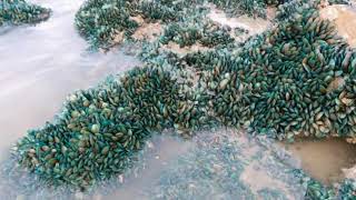 Viral,Ribuan kerang hijau muncul tiba-tiba di pantai Karawang