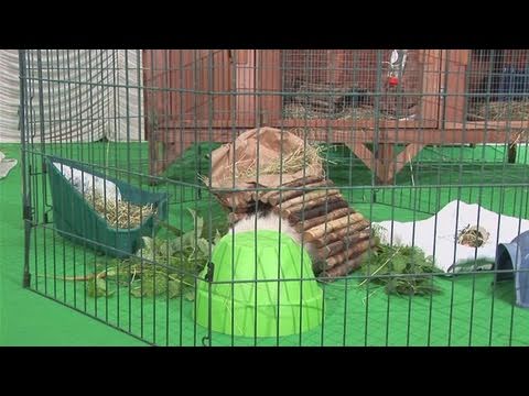 indoor playpen for guinea pigs