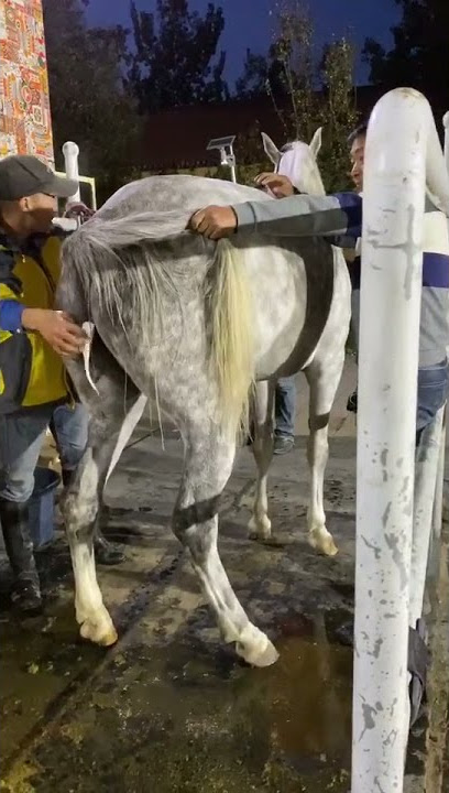 Best Wild Horses Mare Compilation of some Wild Horse Fights Video 257