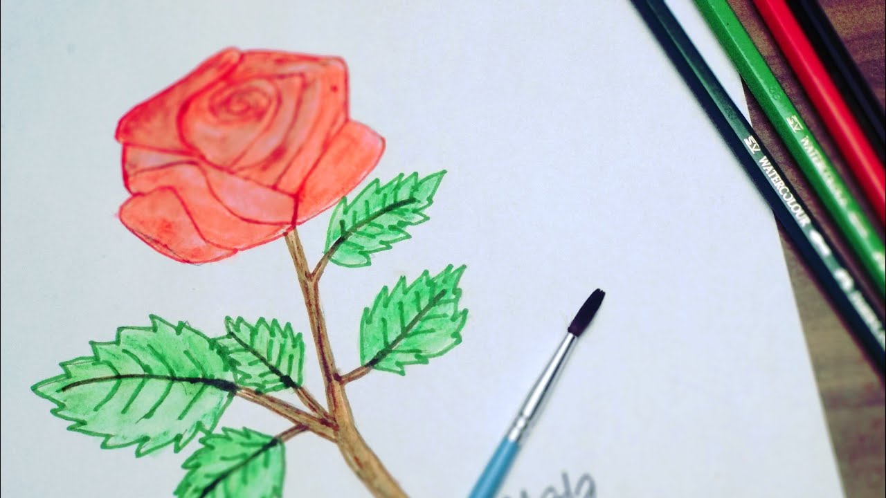  Cara  Menggambar  Dan Mewarnai Bunga  Mawar  YouTube