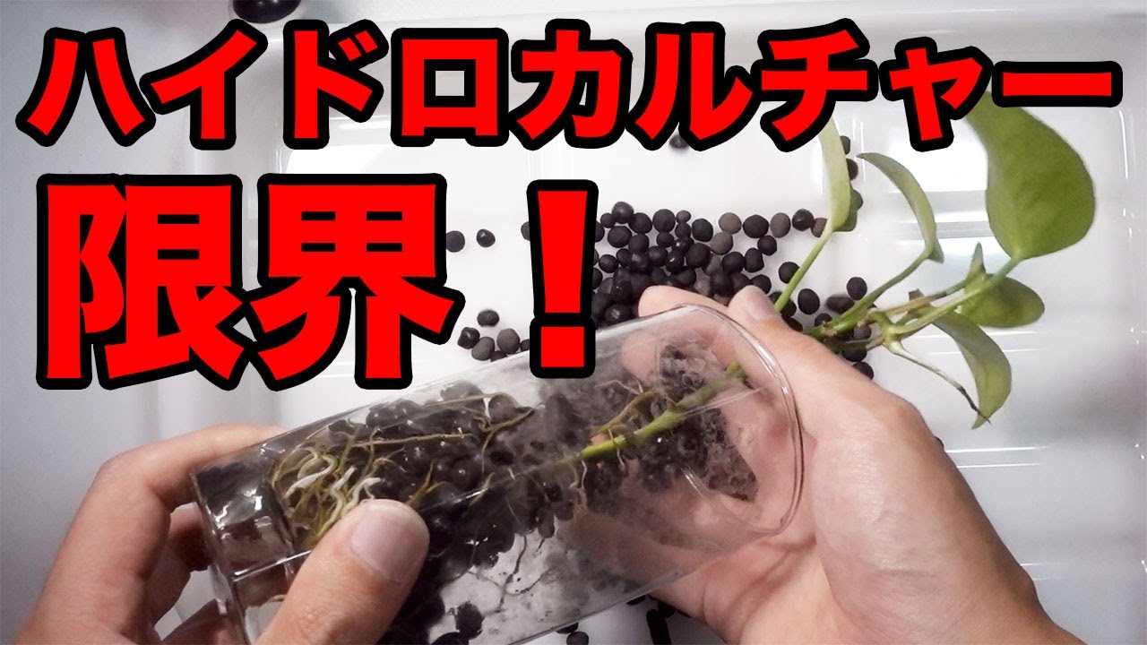 ハイドロカルチャーのポトスが弱ってきたので植え替え 根詰まり Youtube