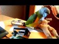 Сенегальский попугай выкормыш играет (senegal parrot game)