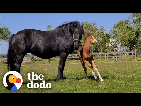 Horse Mother Who Lost Her Baby Adopts A Foal As Her Own! | The Dodo Faith = Restored