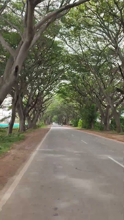 ಹಸಿರು ಮರಗಳ 💚 ಹಾದಿಯ ಪ್ರಯಾಣವೇ ಚೆಂದ Travel under Green tree tops #travel 🚲 #solo #bike #bikelover #god