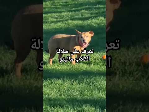 تعرف على سلالة الكلاب مانيتو