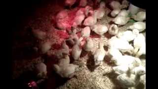 How to raise baby turkeys (poults) week 2