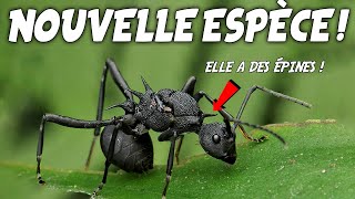 FOURMI ÉPINEUSE  Ma nouvelle fourmi tisserande ! (Polyrhachis armata)