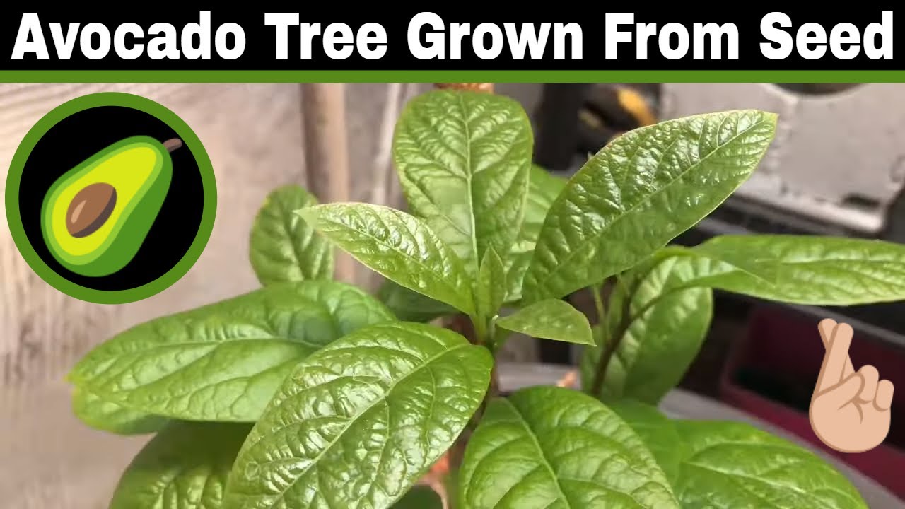 Avocado Tree Grown From Seed 38 Months We Have A Setback YouTube Avocado Tree Grown From Seed 38 Months We Have A Setback YouTube