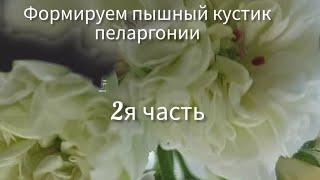 Пеларгония ,для начинающих .Формируем пышный кустик.#flower #пеларгонии