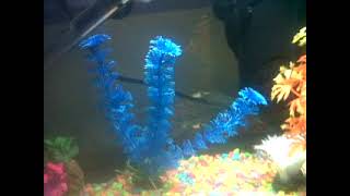 Koko My Den Retriever & My Fish