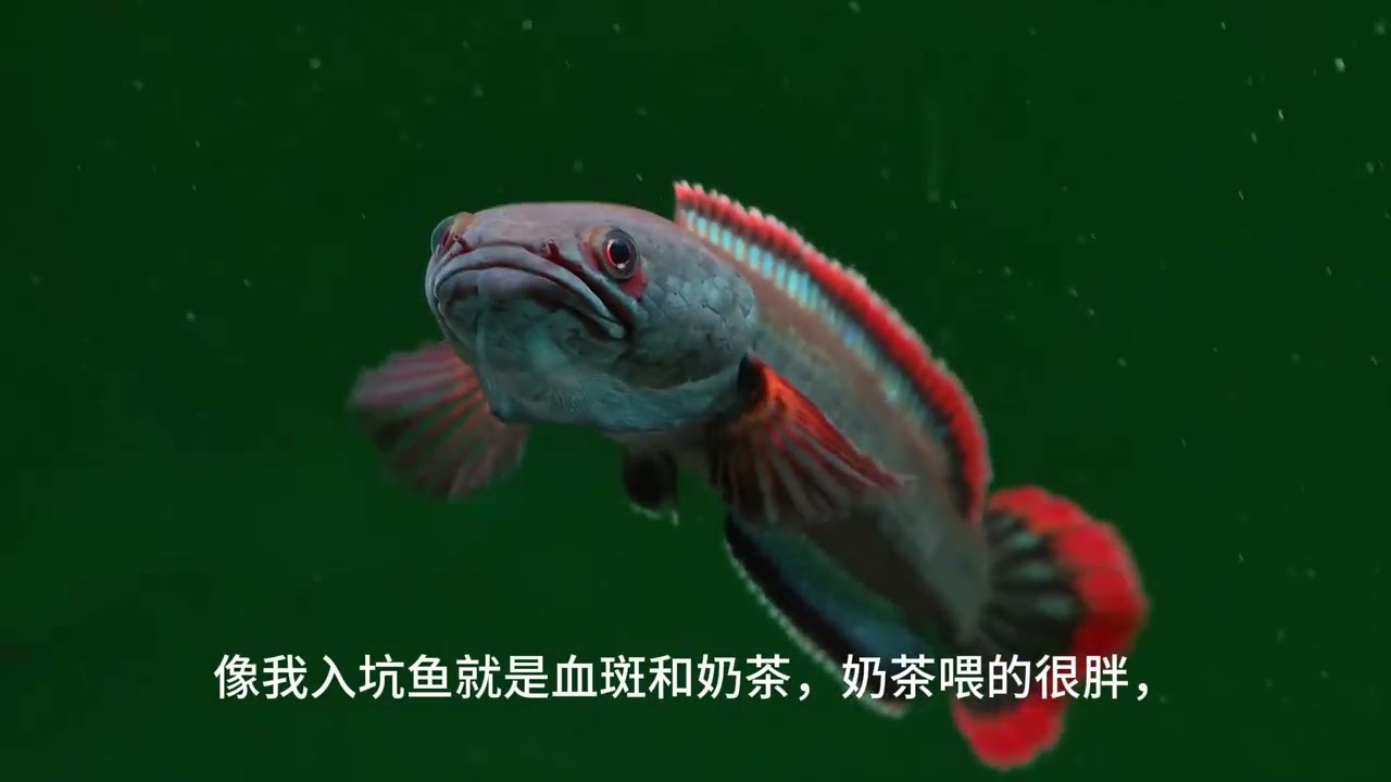 新手怎么选择小型雷龙鱼