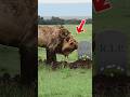 शेर बूढ़ा होकर अपनी ही कब्र खोदता है?😱 Old Lion Myth Busted #facts #animals #shortsfeed #lion