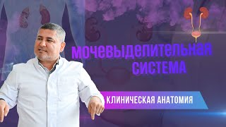 Клиническая анатомия мочевыделительной системы