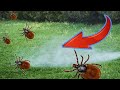 Ticks are jumping away from me! Grandpa showed me an old method for mosquito and tick bites