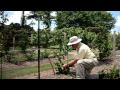 Dr. Arlie Powell demonstrating how to trellis blackberries. Petals from the Past