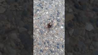 Big Butt Spider