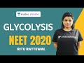 Glycolysis | Plant Respiration - NCERT Review | NEET 2020 | Ritu Rattewal