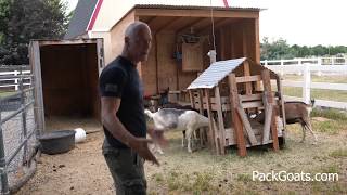 How To Set Up A Pasture Set For Goats