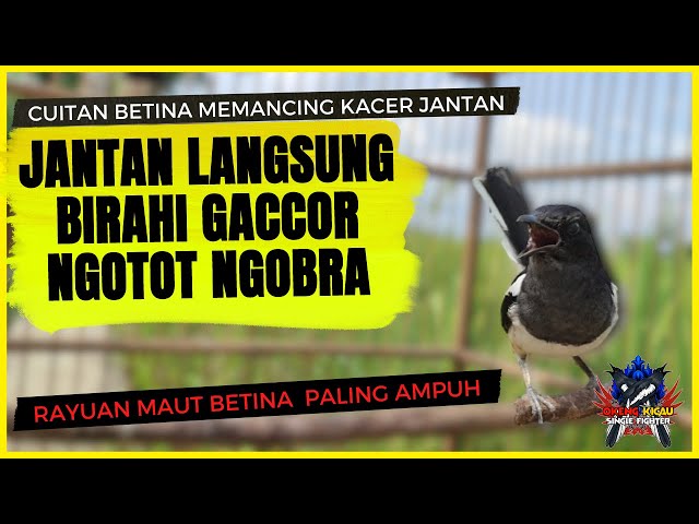 Kacer Betina Memancing Kacer Jantan | Pancingan Kacer Agar Birahi Gacor Tarung Ngobra Dan Ngotot class=