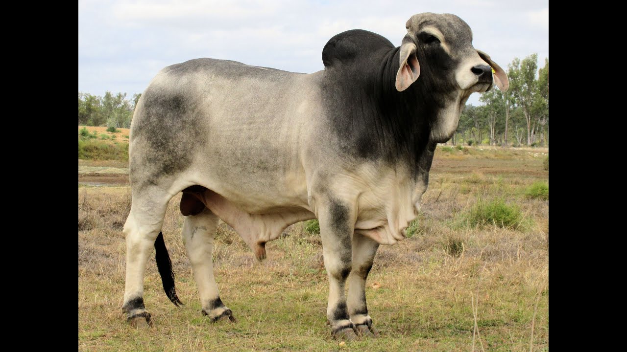 Lot 44: Herd Bull - YouTube