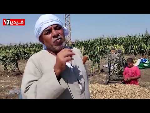 الفول السودانى نور الغيطان المزارعون يستقبلون موسم حصاد السودانى بالأغانى
