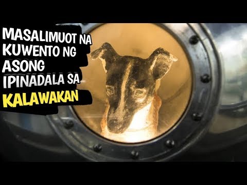 Video: Paano namatay si Laika the space dog?