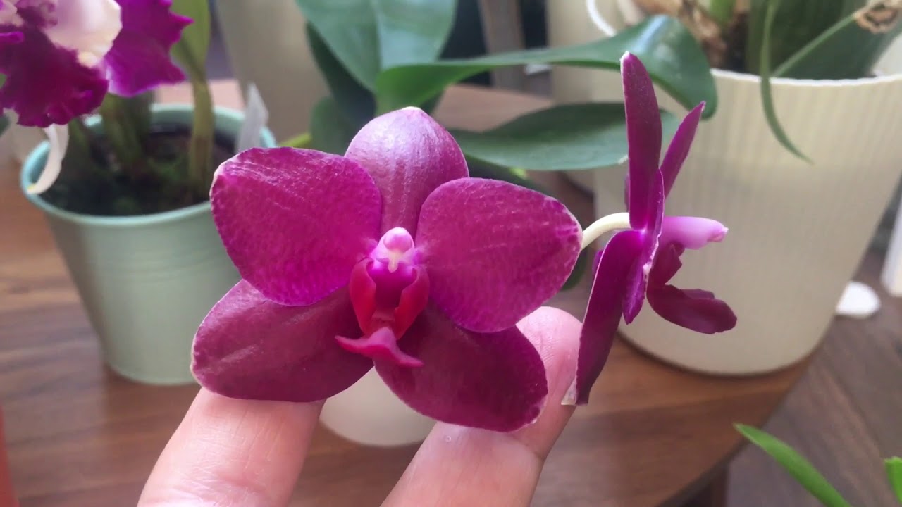 Orchids in Bloom December 2017 YouTube