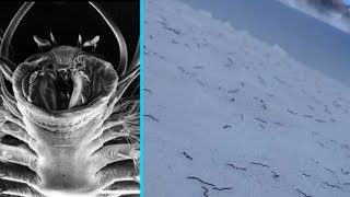 A Few Billion Strange Worms Found Frozen in Ice