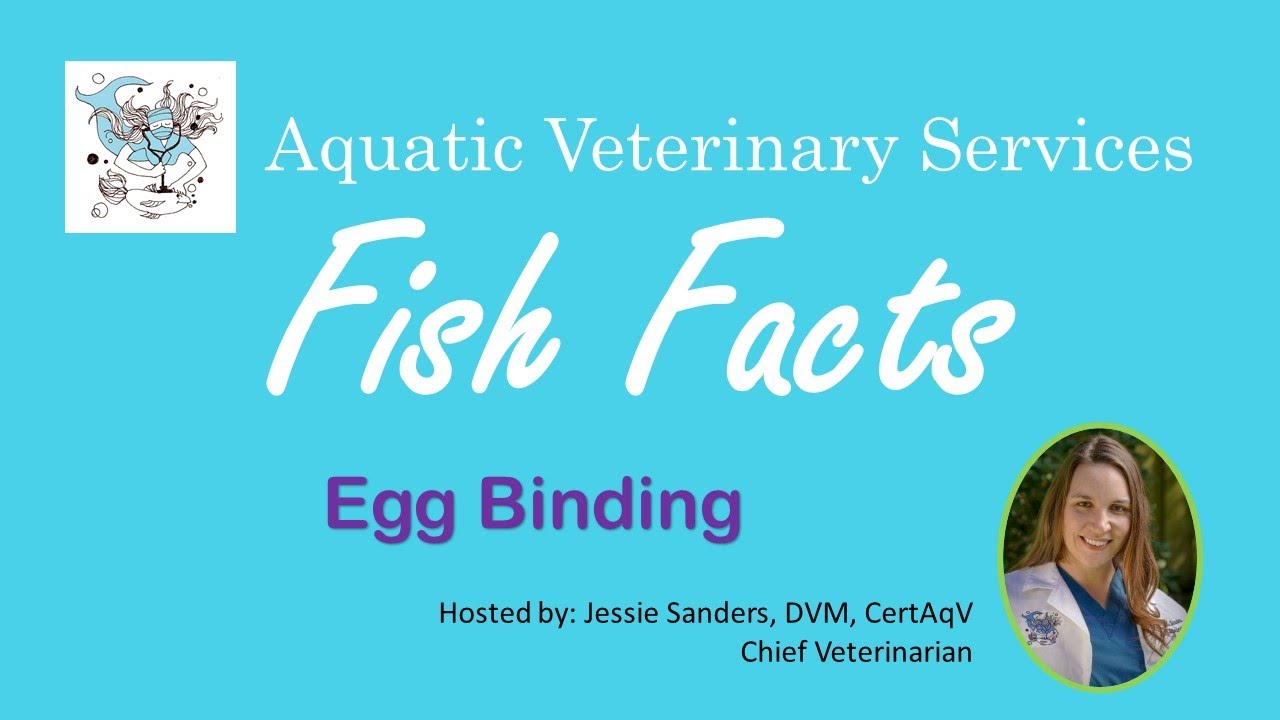 Fish Facts - Egg Binding