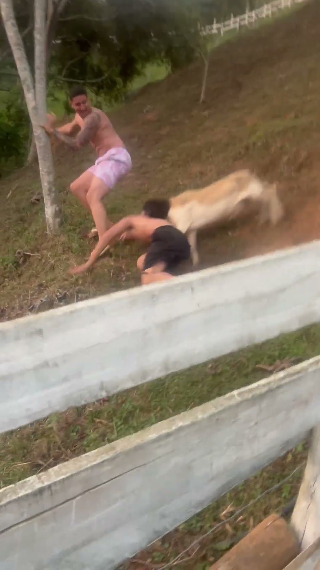 Dorper Sheep Chases Young Man Down Hill