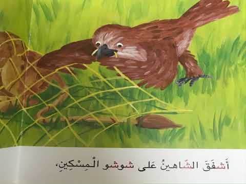 شوشو والشبكة الذهبية