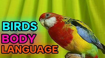 Birds Body Language Explained