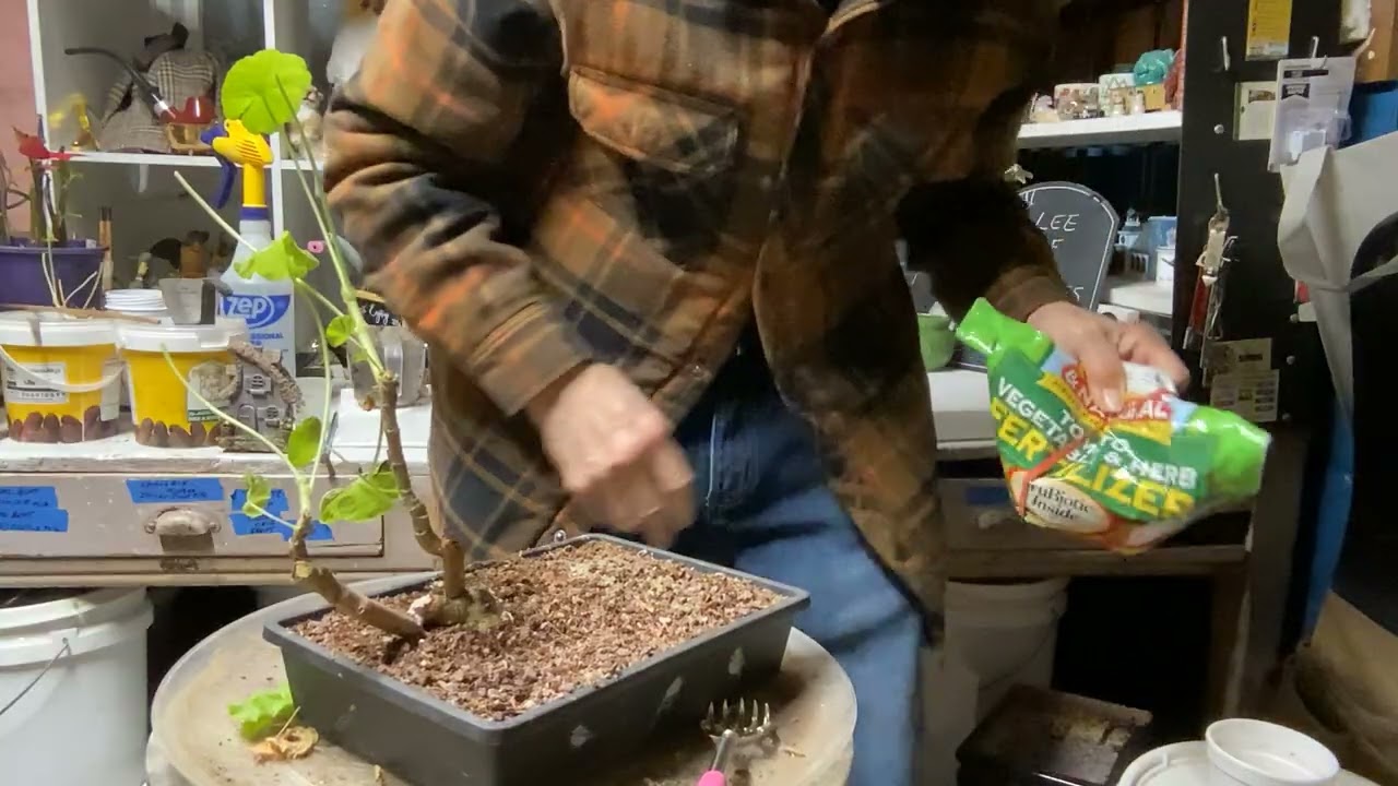 Prune, soil dress geranium #geranium