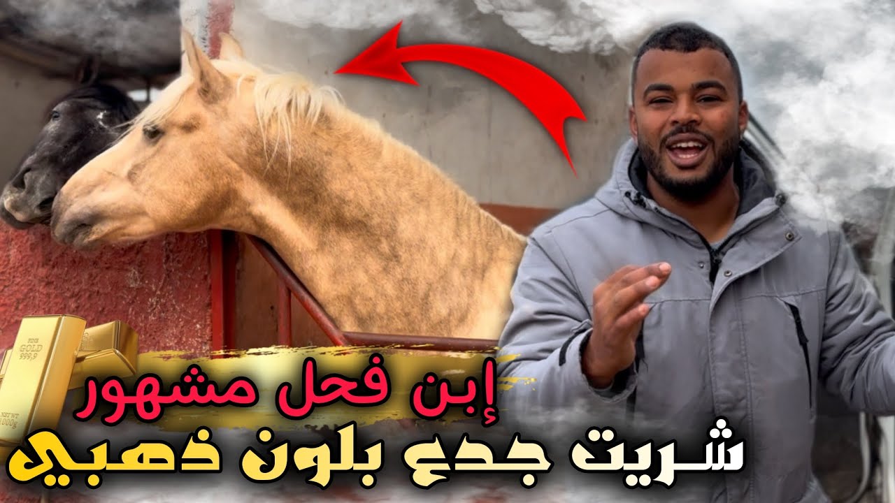 شـريت جدع بلون ذهبي 🥇 بلوريقات عندوا أصل مليح وجدعة بنت بطل الأبطال 👌 واش كين مليح ولا لا 🤔