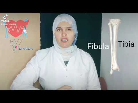 الفرق بين الشظيه والقصبه      