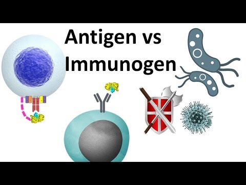 Video: Forskellen Mellem Antigen Og Immunogen