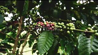 Giá cà phê tăng vọt 5,8% nguyên nhân do biến đổi khí hậu