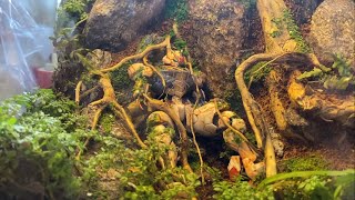 Gundam diorama (terrarium) jungle | memorial of LFRITH